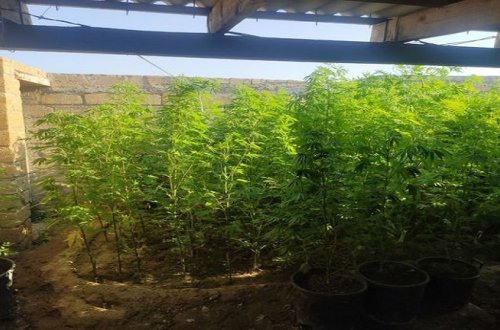 Narkotik alverində şübhəli bilinən “Avtoş Elnur” və daha üç nəfər saxlanıldı