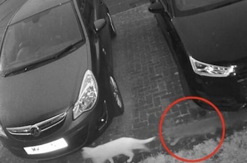 Pişiyin ruhu müşahidə kamerasına düşdü - VİDEO