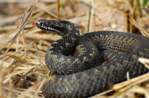 Qaxda polislər ilan sancmış şəxsin həyatını xilas ediblər