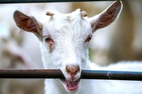 Hindistanda polis maskası olmayan keçini nəzarətə götürdü - VİDEO