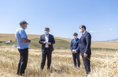 İnam Kərimov və Tahir Məmmədov Şamaxının dağlıq ərazilərində taxıl biçininin aparılması prosesində iştirak ediblər