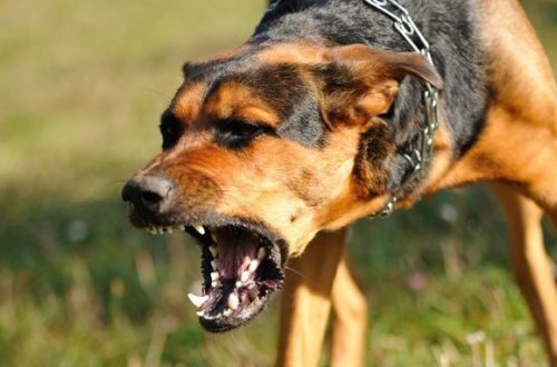 Bakıda sahibsiz it doqquz yaşlı uşağın dodağını dişlədi