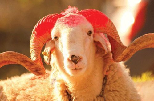 Azərbaycanda Qurban bayramı qeyd olunur