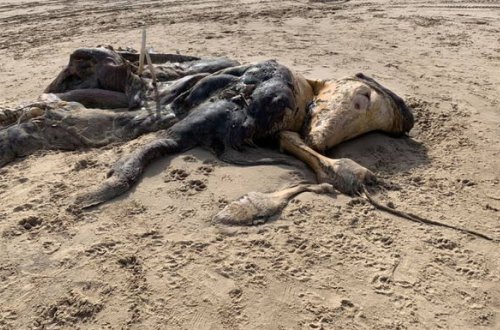 Sahildə üzgəcləri və kürkü olan naməlum heyvanın qalıqları tapıldı - FOTO