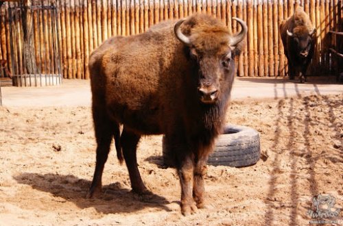 Şahdağ Milli Parkında üçüncü zubr balası dünyaya gəldi - FOTO