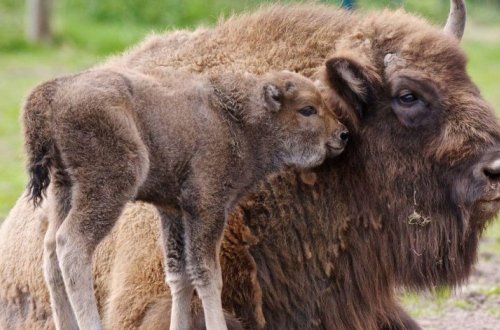В Шахдагcком национальном парке родился третий детеныш зубра