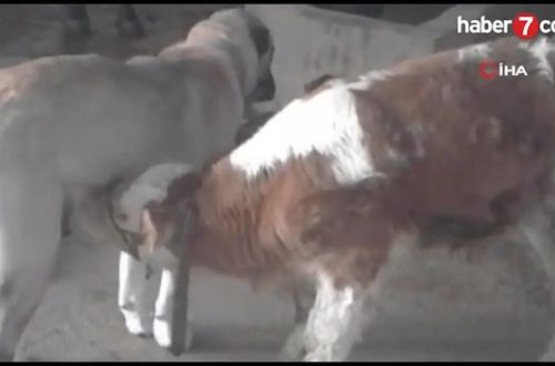 İt anasız qalan buzova süd verir - VİDEO