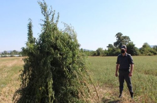 В Огузе уничтожено более трех тонн конопли - ФОТО