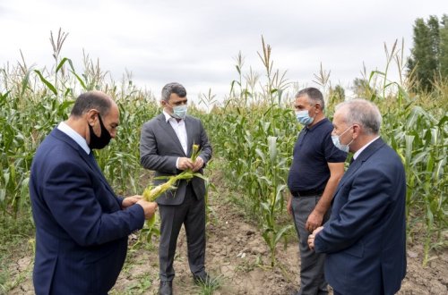 Kənd Təsərrüfatı naziri İnam Kərimov Bərdə, Tərtər, Füzulidə əkin sahələri və meyvə bağlarına baxış keçirib