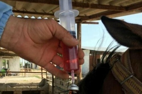 COVİD-19 serumu hazırlandı - 6 həftə sonra...