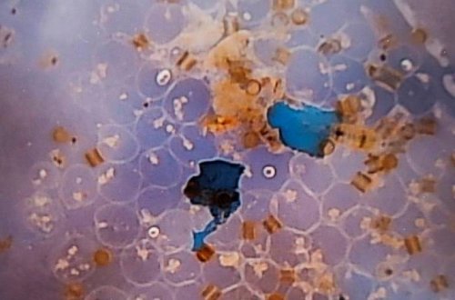 В морепродуктах нашли частицы микропластика