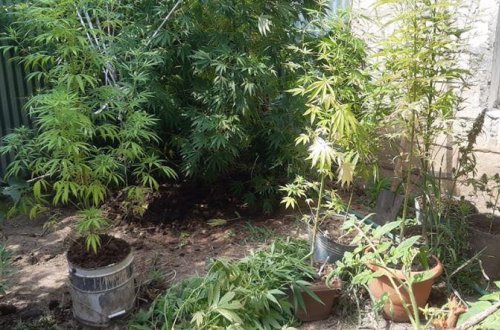 Çətənə becərən şəxs saxlanıldı - FOTO