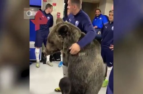 Ayı futbolçuların geyinib-soyunma otağına daxil oldu - VİDEO