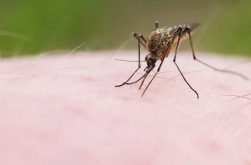 Ağcaqanadlara görə nadir xəstəliklər epidemiyaya çevriləcək