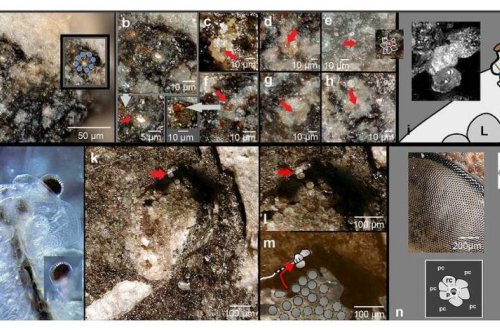 Ученые выяснили, как были устроены глаза первых на Земле зрячих животных
