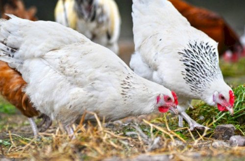 Rusiyada “quş qripi” yayıldı