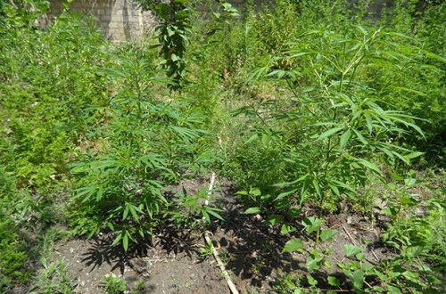 Neftçalada çətənə bitkisi yetişdirən şəxs tutuldu - FOTO