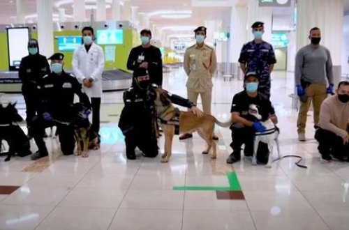 COVID-19-u müəyyən etmək üçün itlərdən istifadəyə başlanıldı