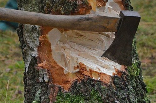 Meşəni qırıb kömür hazırlayırmış