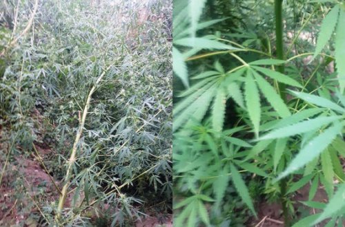 Житель Сиязани задержан за выращивание конопли - ФОТО