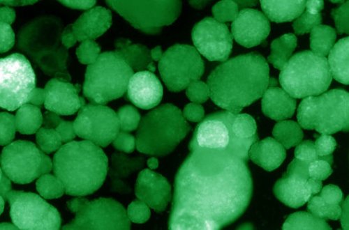 Американские ученые создали клетки для лечения диабета