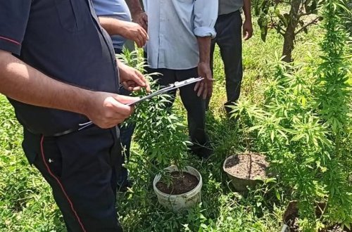 Hacıqabulda keçmiş məhkum narkotik bitki yetişdirdiyinə görə saxlanılıb - FOTO