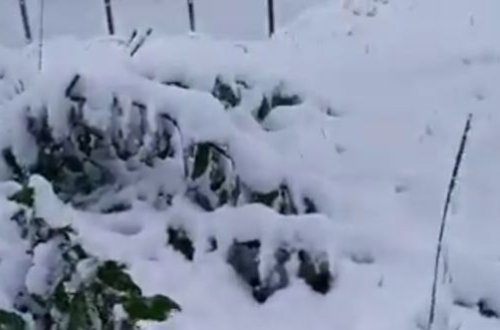 Azərbaycana qar yağdı - VİDEO