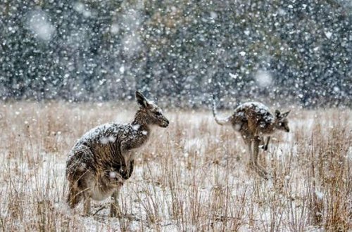 Kenquruların ilk qar SEVİNCİ - VİDEO