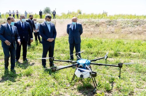 Azərbaycanda ilk dəfə qarğıdalı sahələri dronlar vasitəsilə dərmanlanıb