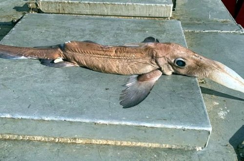 Tora düşən “rezin burunlu” və “qanadlı” qeyri-adi balıq görünüşü ilə hər kəsi heyrətləndirib – FOTO