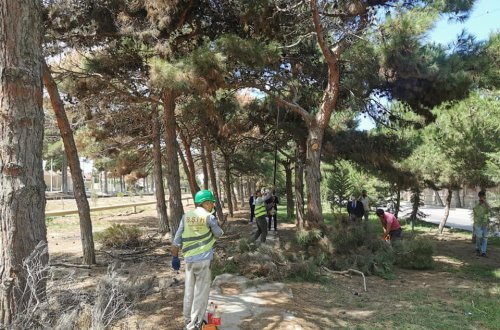 Suraxanı rayonunda mövcud yaşıllıqlara mütəmadi qulluq göstərilir