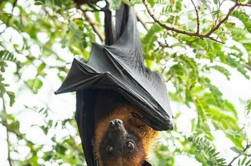 Еще больше вирусов перейдут от животных к человеку