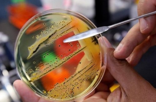 Опасную бактерию сальмонеллу нашли в необычном продукте питания