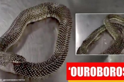 Özünü yeməyə çalışan ilan görənləri ŞOKA SALDI - VİDEO