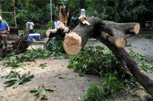 Xətaidə ağacları “Real-Park” MMC kəsdirib - İş prokurorluğa göndərildi