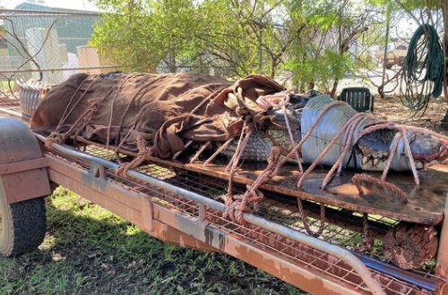 Ovçular 350 kiloqram ağırlığında timsah tutdular