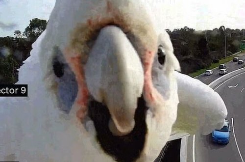 Tutuquşunun müşahidə kamerasındakı əksi ilə əyləncəsi maraqlı anlara səbəb oldu - VİDEO