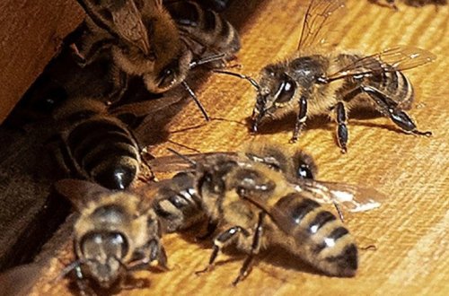 Ученые придумали, как использовать пчел против рака