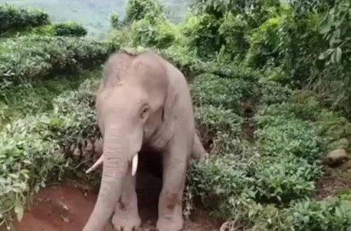 Недовольный вторжением на свою территорию слон растоптал индуса