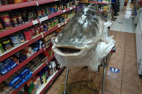 Mağazaya gətirilən NƏHƏNG BALIQ görənləri ŞOK ETDİ - FOTO