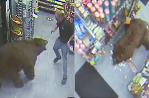 Ayılar mağazanı “qarət etdi” - VİDEO