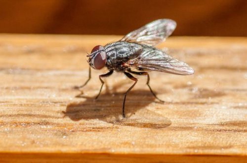 Milçəyi öldürmək istədi, evi partlatdı