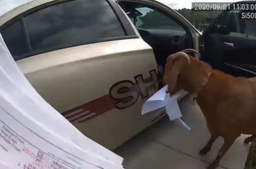 Keçi polis avtomobilinə girib sənədləri yedi