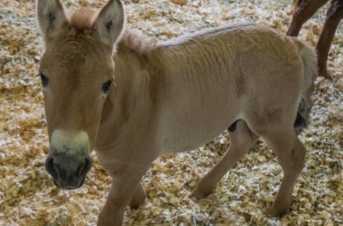 В США клонировали умершую 40 лет назад лошадь Пржевальского - ВИДЕО