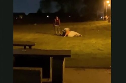 Gəlin toyunda əlbəyaxa davaya çıxdı - VİDEO