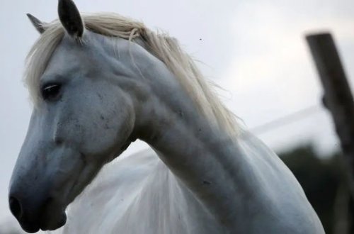 Heyvanları xüsusi amansızlıqla qətlə yetirən cani ələ keçdi - FOTO