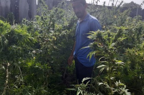 У жителя Сабирабада изъяли 14 кг марихуаны и ружье