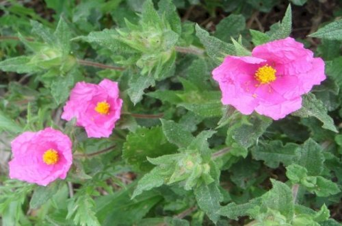 Bu bitki koronavirusdan qoruyur - Foto