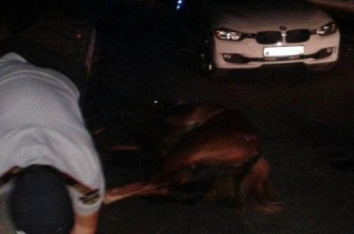 В Ширване автомобиль сбил мужчину верхом на коне