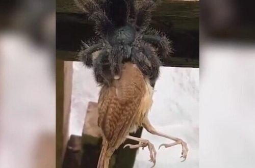 Hörümçək quşu BELƏ YEDİ - VİDEO